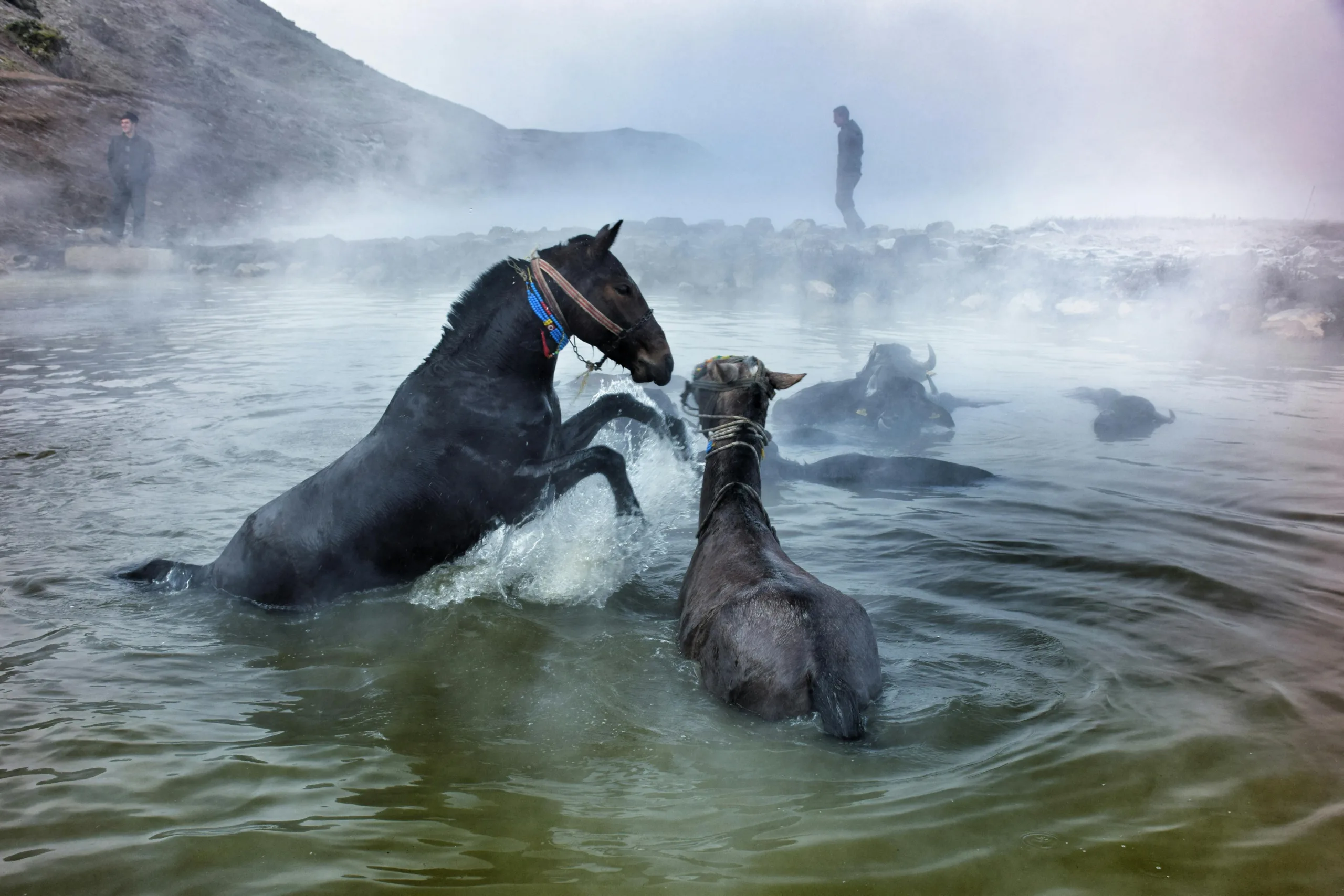 Wild horses enjoy a misty bath in the natural hot springs of Bitlis, Türkiye at day.